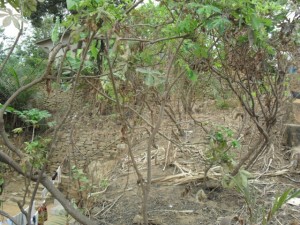 plantation de manioc