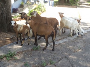 Des chèvres à Matadi/Infobascongo