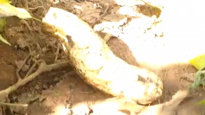 Patate douce sortie de terre par un hyppopotame à Kipepa au Lualaba/Infobascongo