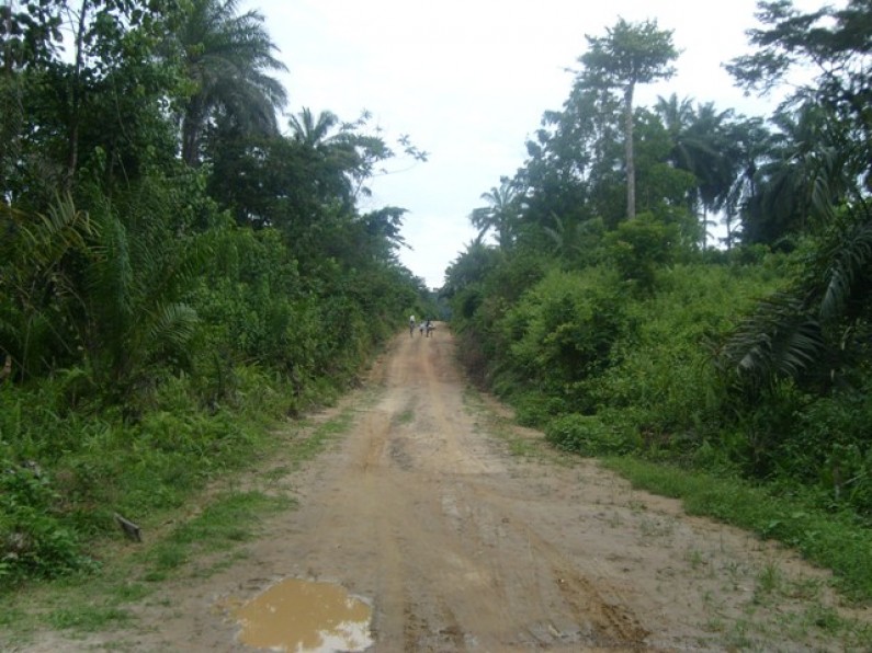 Bas-Congo:  Braconnage et coupe de bois menacent la réserve de Luki