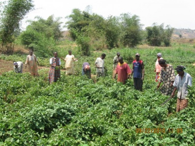 Kikwit : des agriculteurs ne cultivent plus car les terres sont trop chères