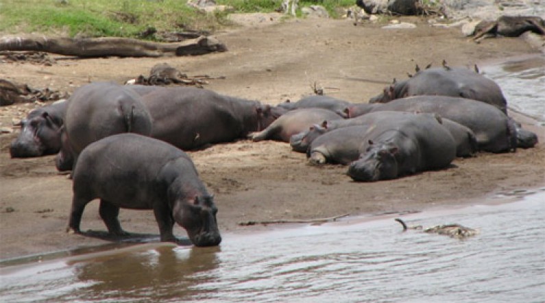 Equateur: Les hippopotames disparaissent, les cours d’eau s’assèchent