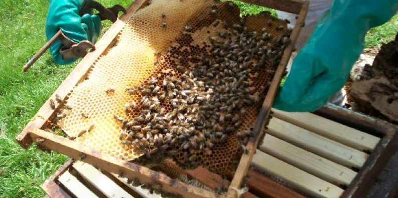 Cataractes : unis, les apiculteurs vivent mieux