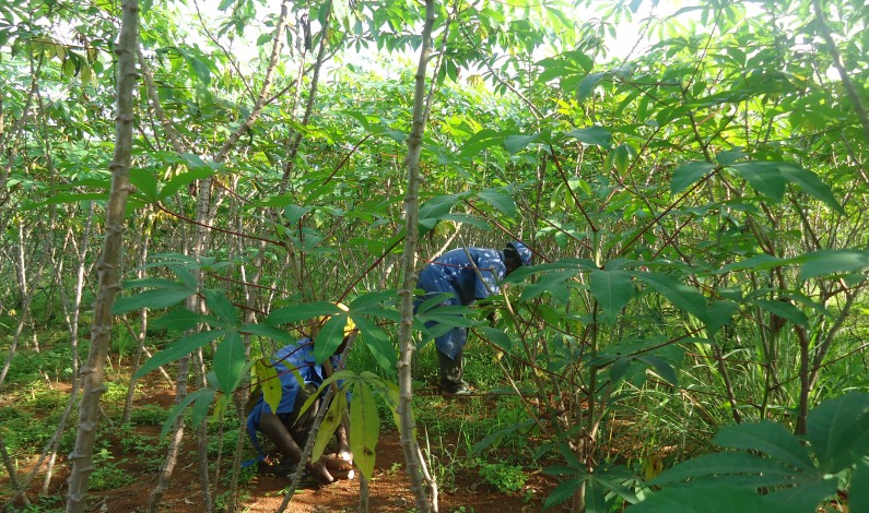 Bas-Congo:des paysannes offrent des faveurs sexuelles pour cultiver