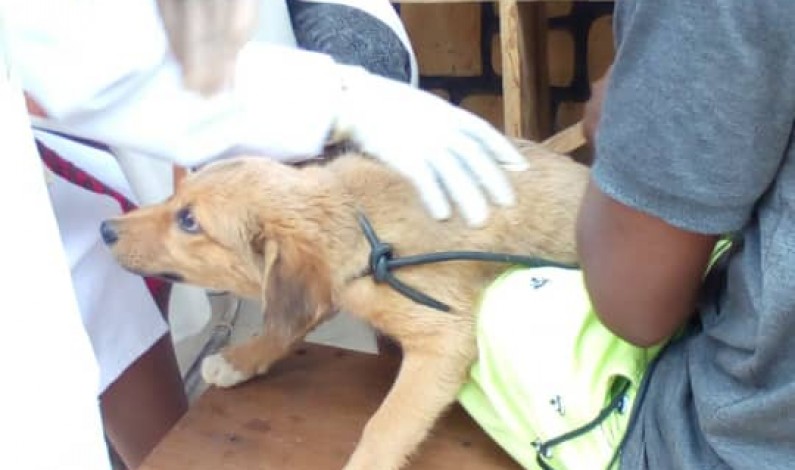 Au Kongo central, le bureau technique vétérinaire s’endette pour assurer la campagne de vaccination contre la rage