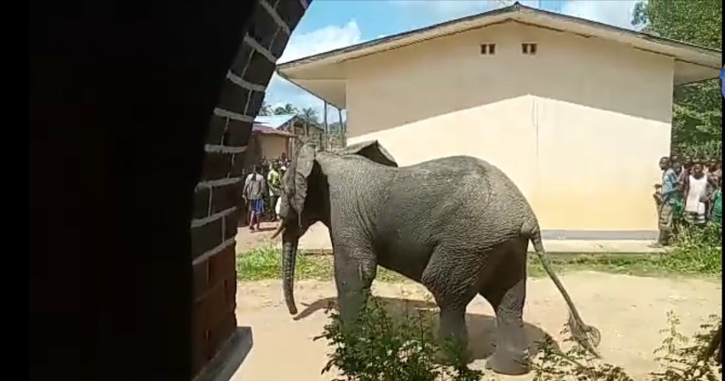 A Lukula, le jeune homme blessé par un éléphant en vadrouille toujours dans un état inquiétant