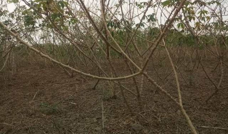 En RDC, victoire contre la striure brune du manioc mais beaucoup reste encore à faire